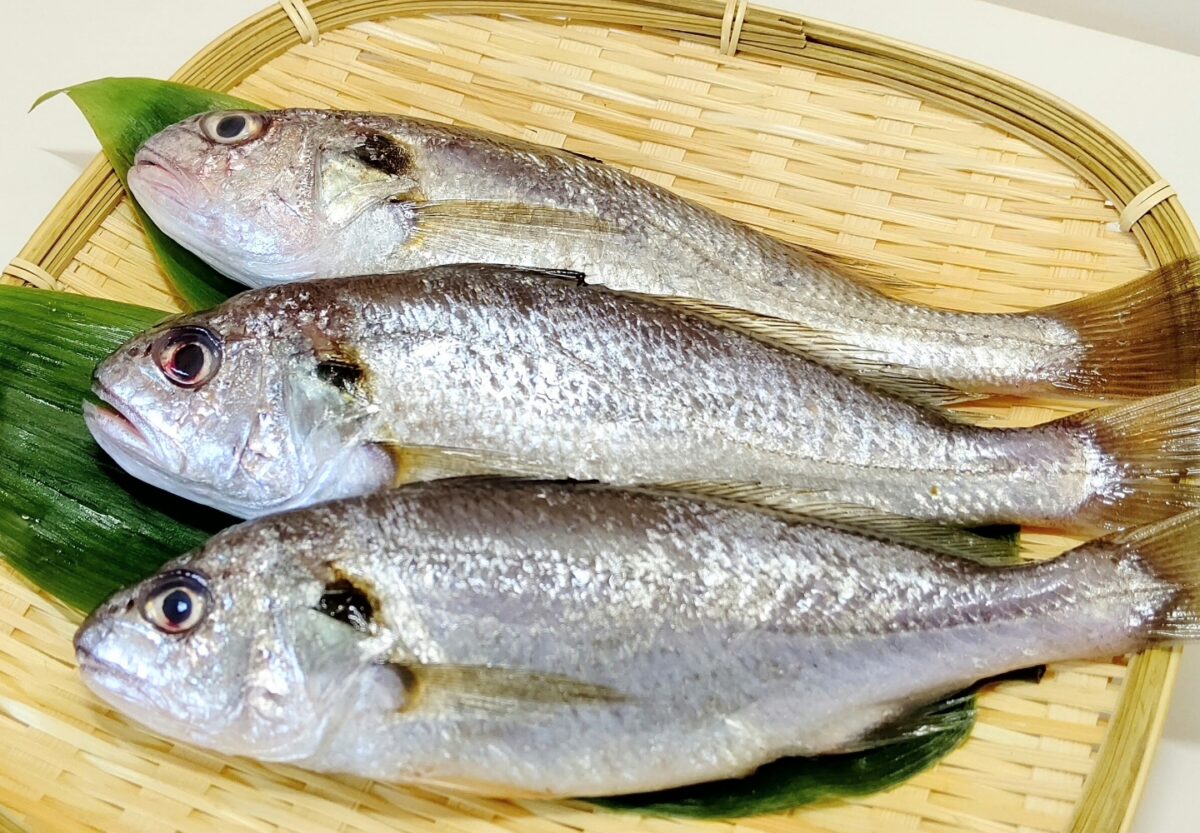  Silver Croaker Extract