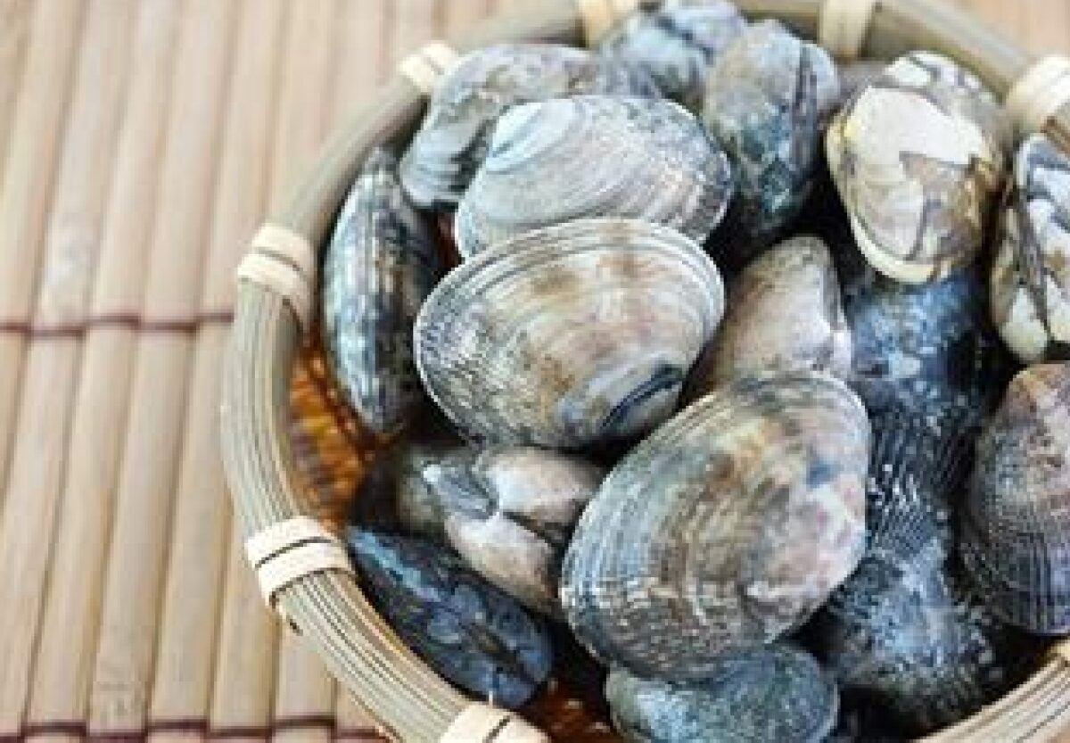 Clam Extract