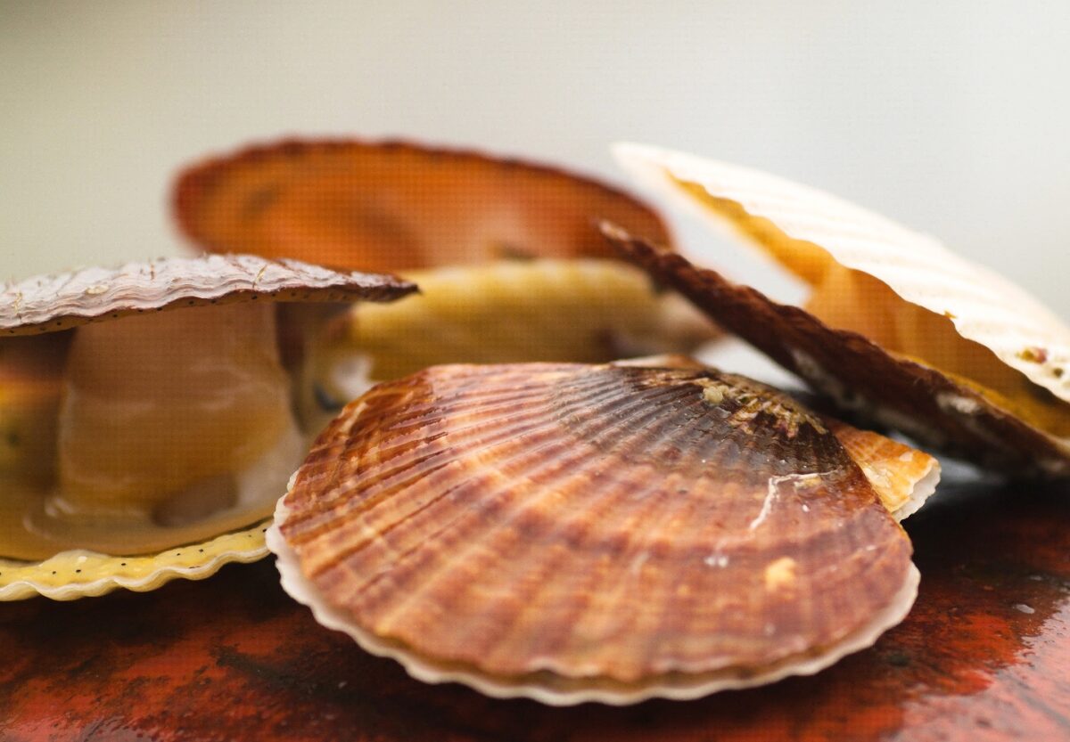  Scallop Extract