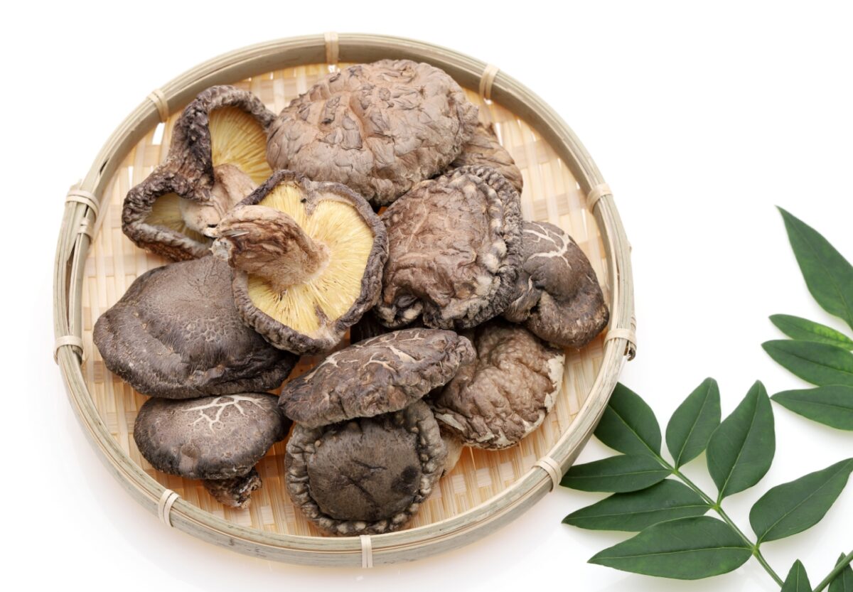 Shiitake Mushroom Extract